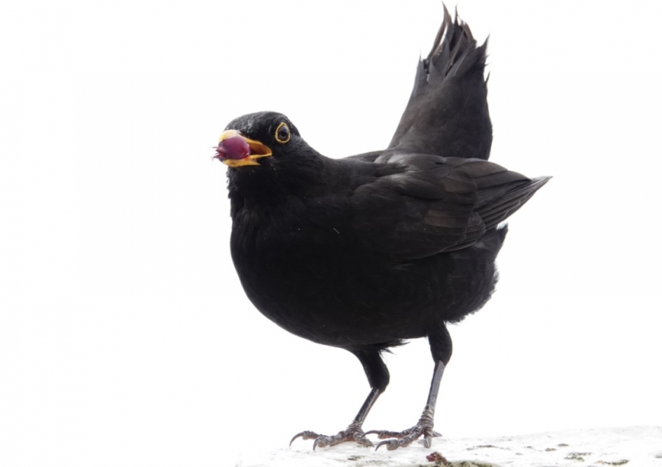 Lekkere lunch - Vogels - Merel