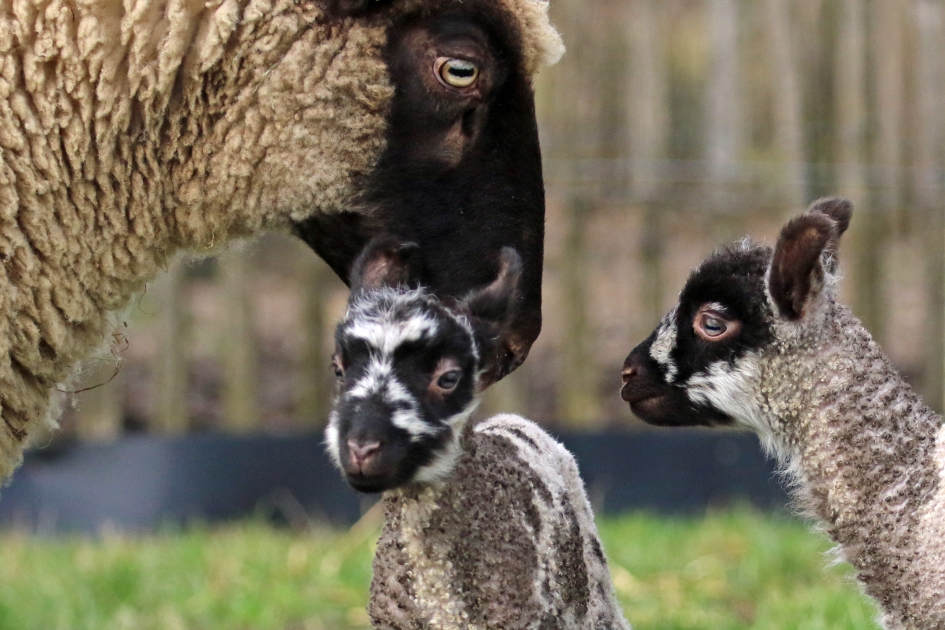 Lente lammetjes - Zoogdieren - Cambridge lammetjes