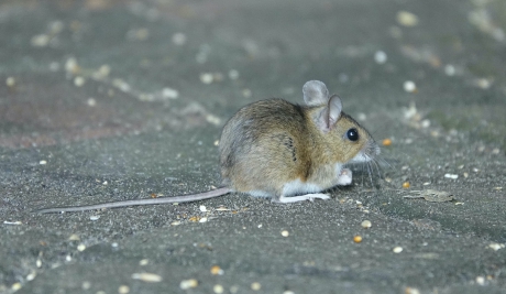 Liefhebber van vogelzaad