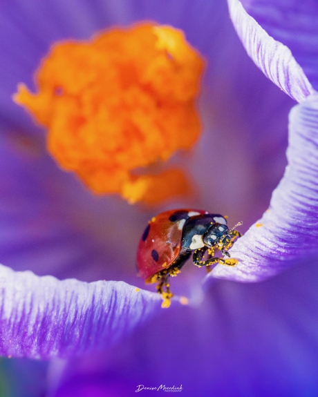 Lieveheersbeestje genietend in een krokus