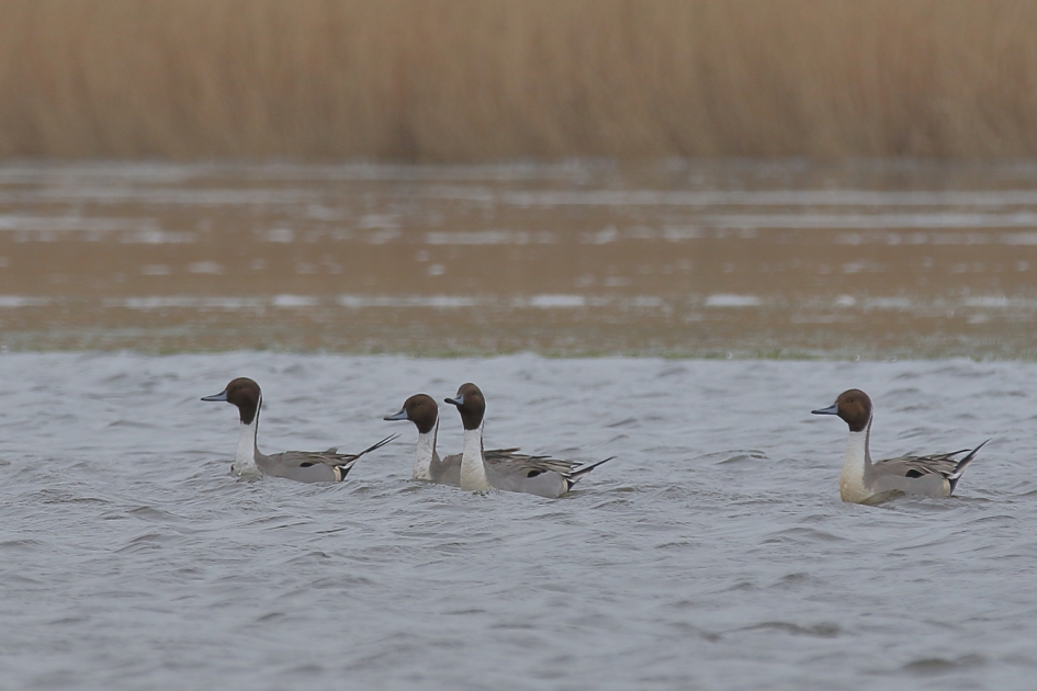 mannen onder elkaar - Vogels - pijlstaart -m-