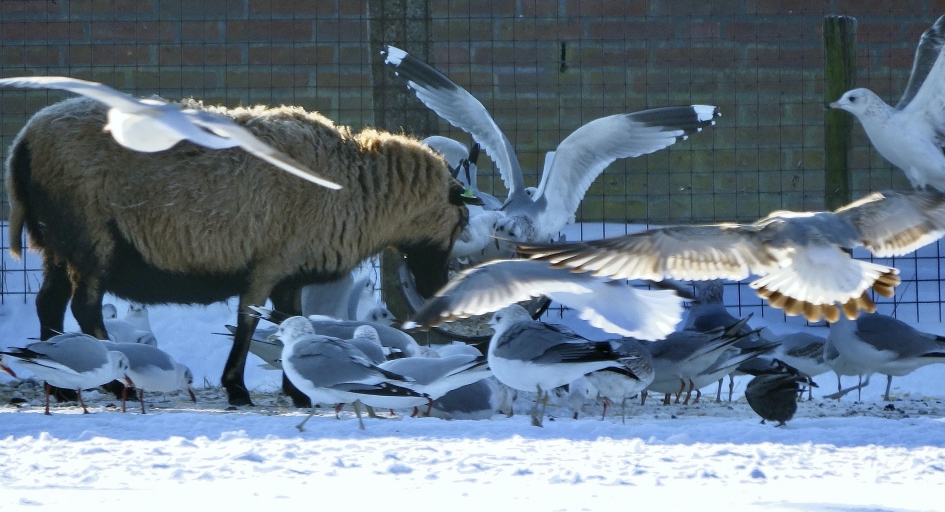 Mee-Eters - Vogels - Meeuw