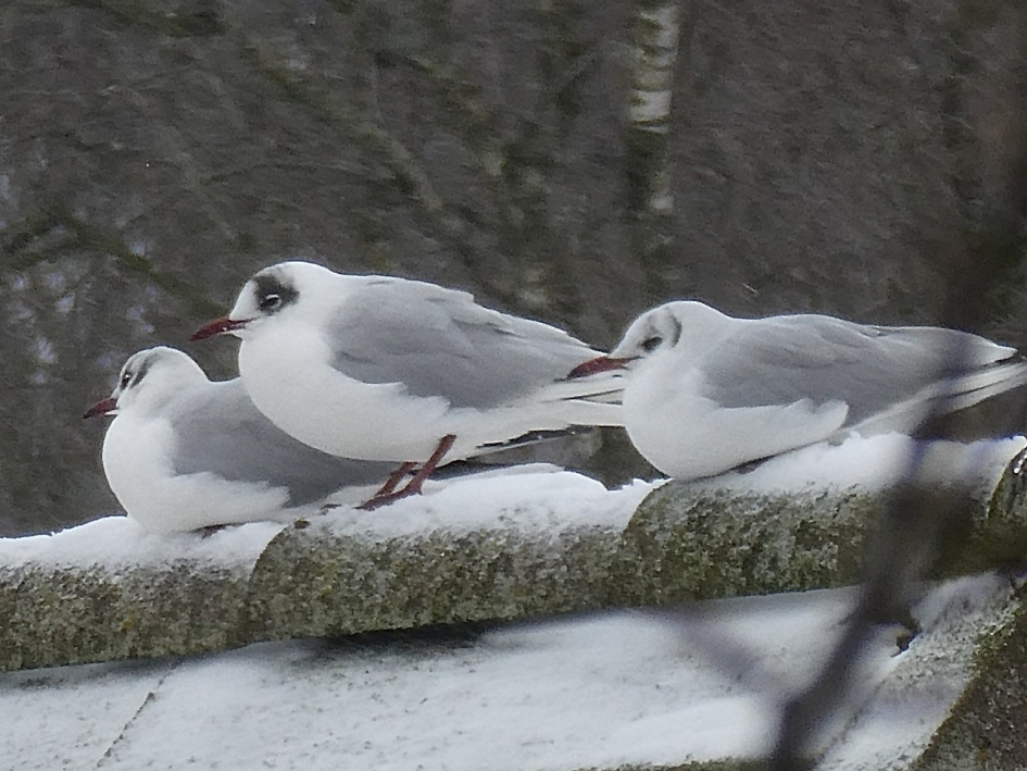 Kokmeeuwen - Vogels - 