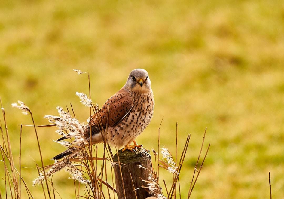 Meneer kijkt of er wat vrouw volk is - Vogels - Torenvalk