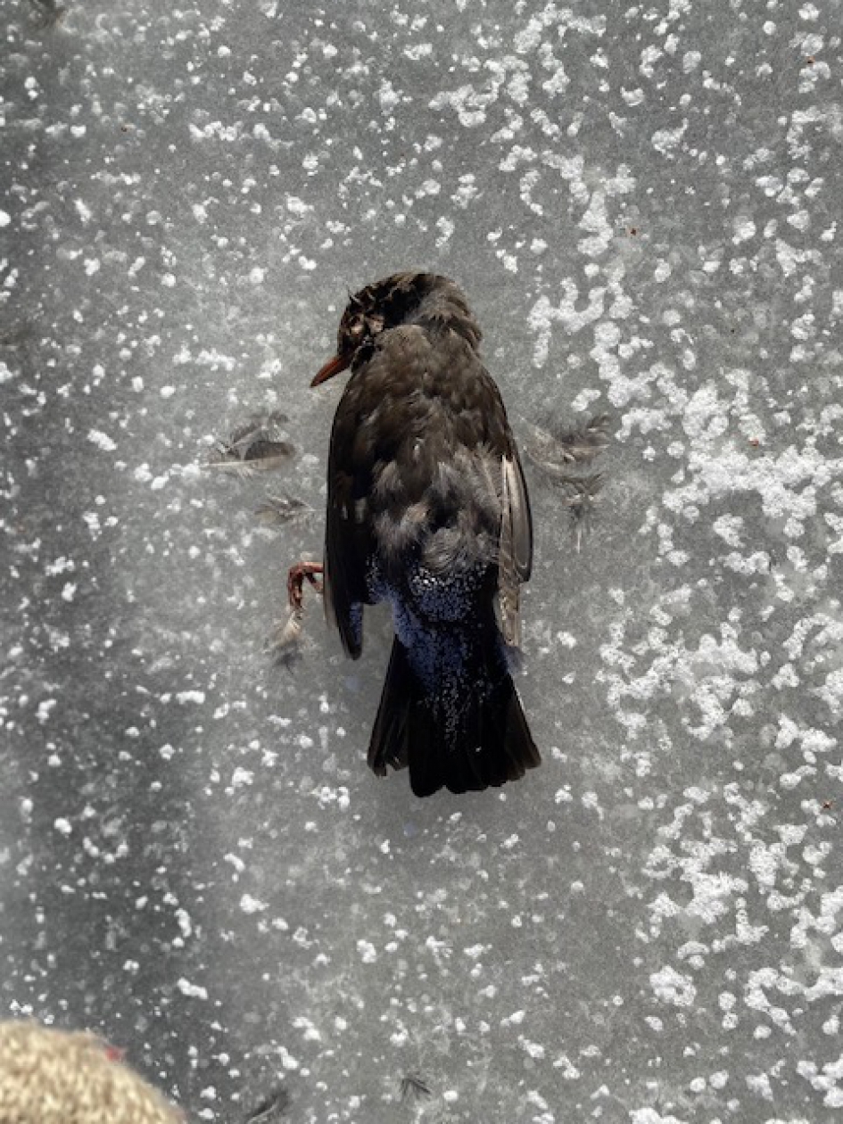 Merel? - Vogels - Merel?