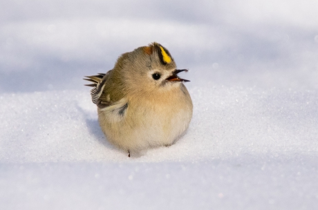 Mixing gold with snow