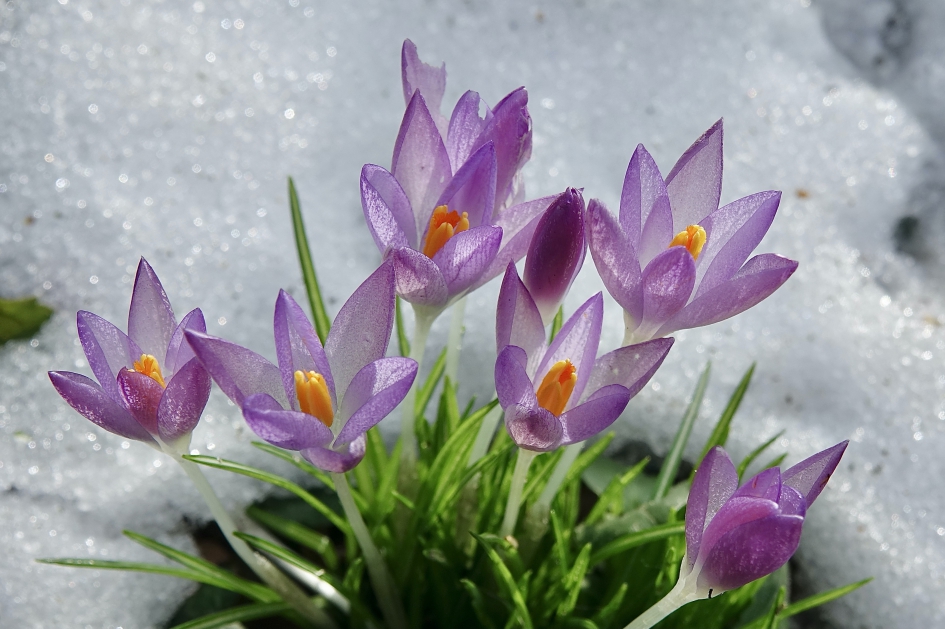 Mogen wij nu? - Planten - Crocus