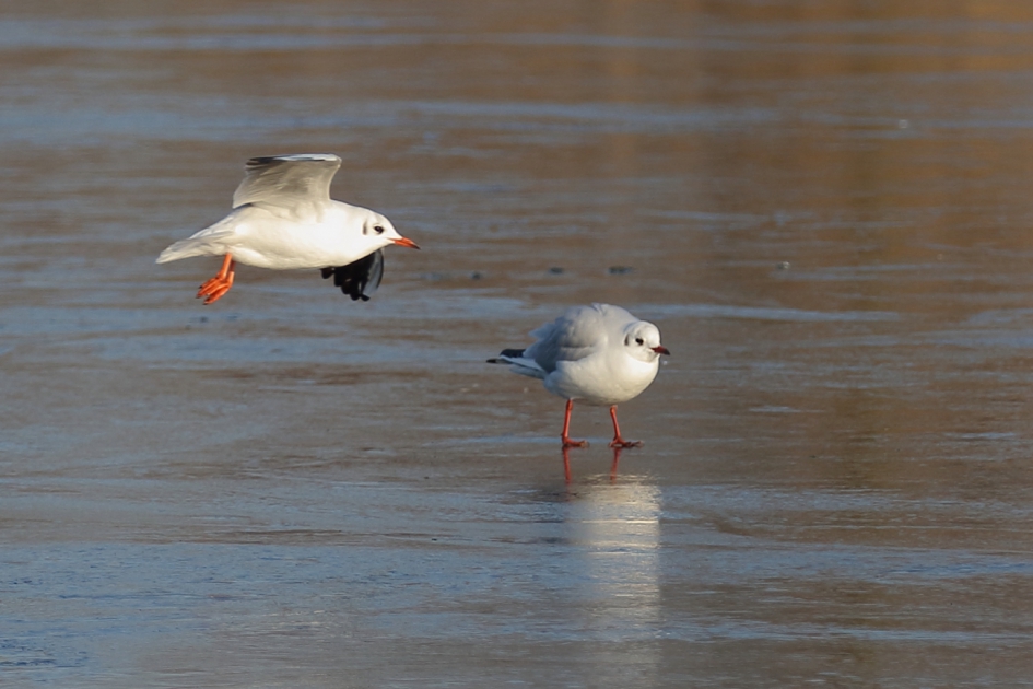 privé ijsbaan - Vogels - kokmeeuw [winterkleed]
