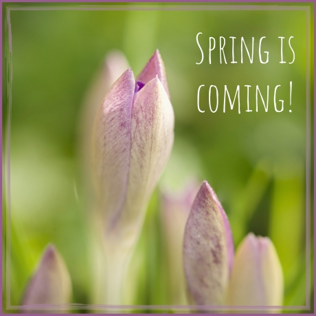 Na de sneeuw komen de krokussen tevoorschijn.