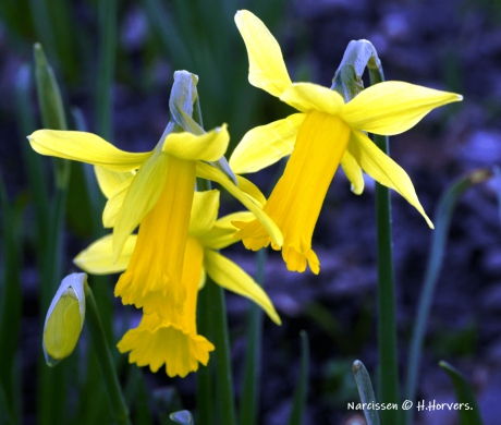 Narcissen.