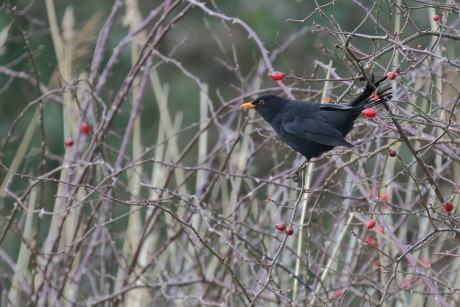 nog een paar besjes te gaan