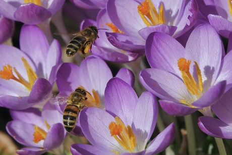 Ontwakende Insectenwereld 1