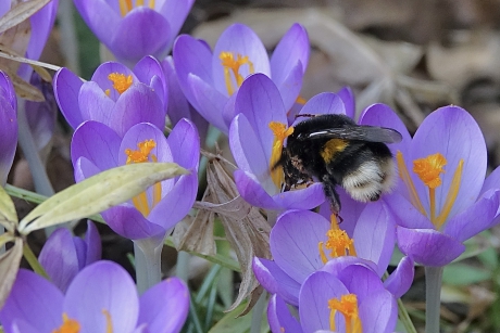 Ontwakende Insectenwereld 2