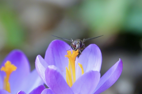 Ontwakende Insectenwereld 3