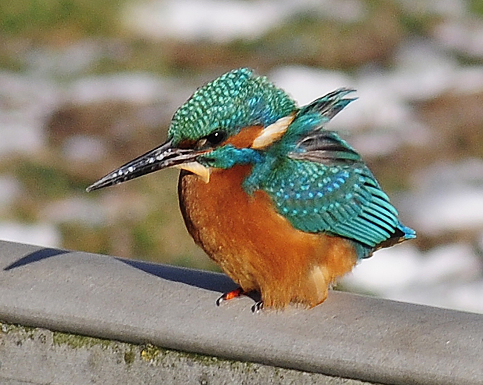 Op jacht naar een visje - Vogels - Ijsvogel