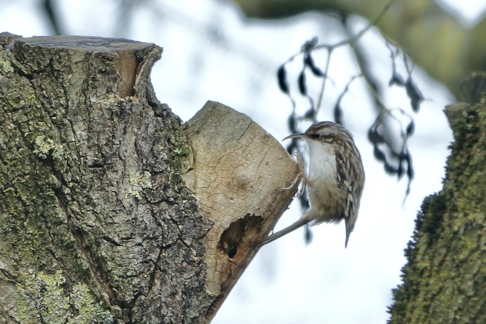 Op zoek naar nestgelegenheid - Vogels - Boomkruiper