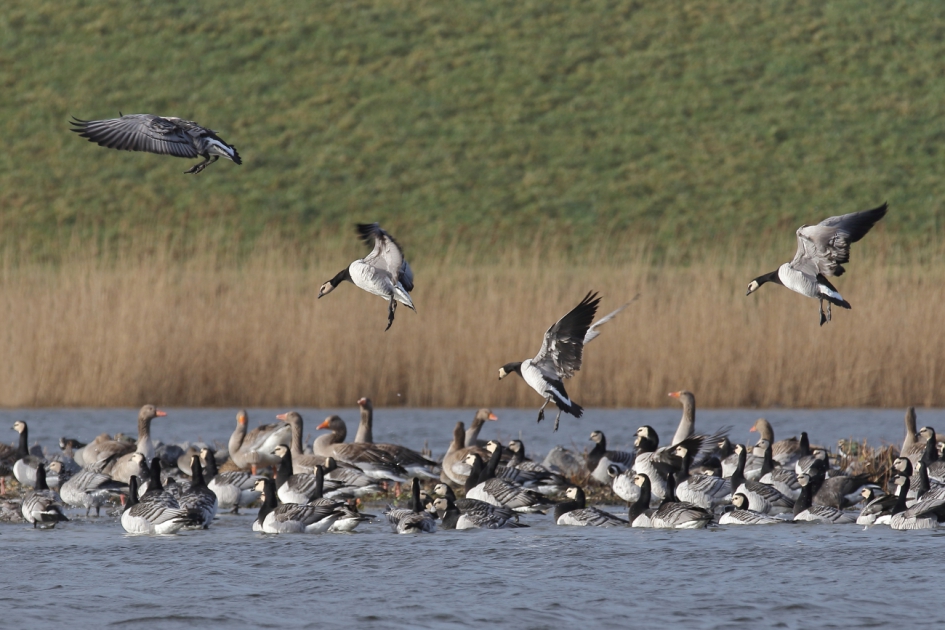 "'opgestaan"" is plaats vergaan - Vogels - brandgans