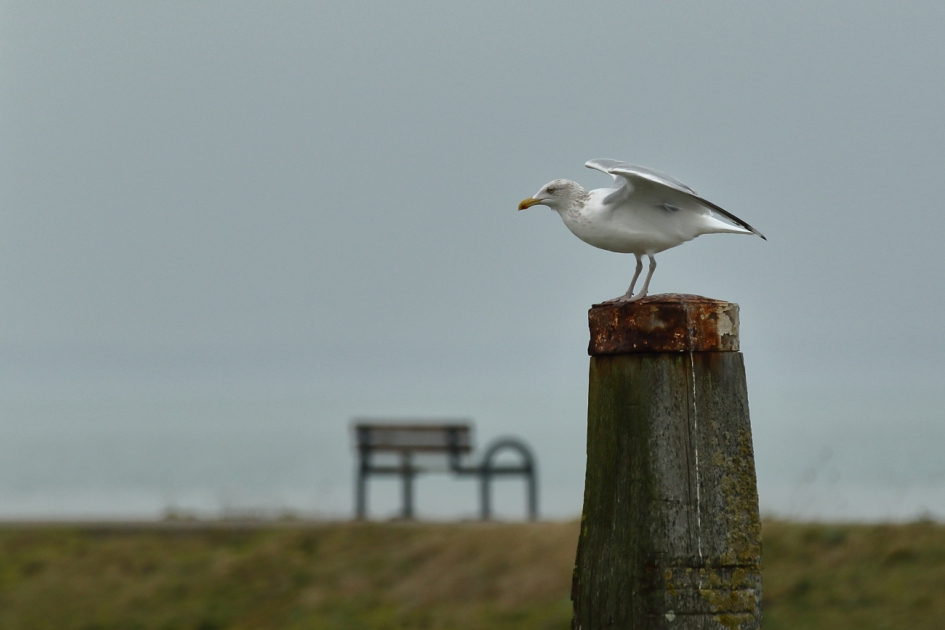 paal of bankje? - Vogels - zilvermeeuw -adult-