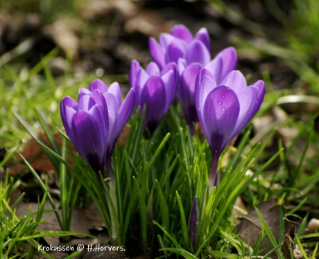 Paarse Krokussen