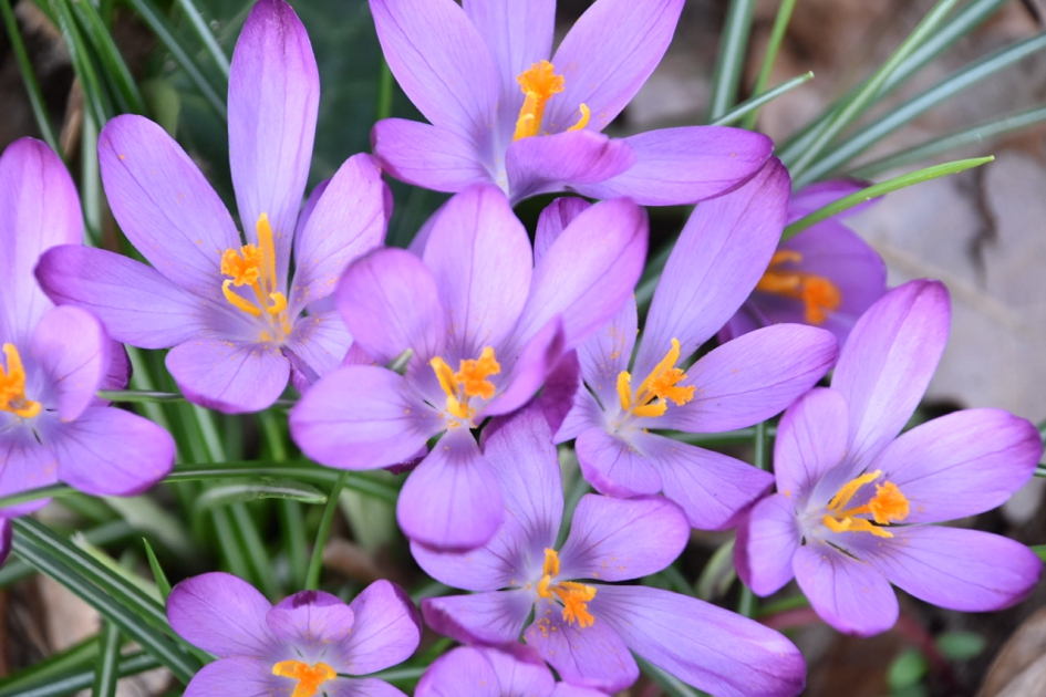 Paarse krokussen - Planten - 