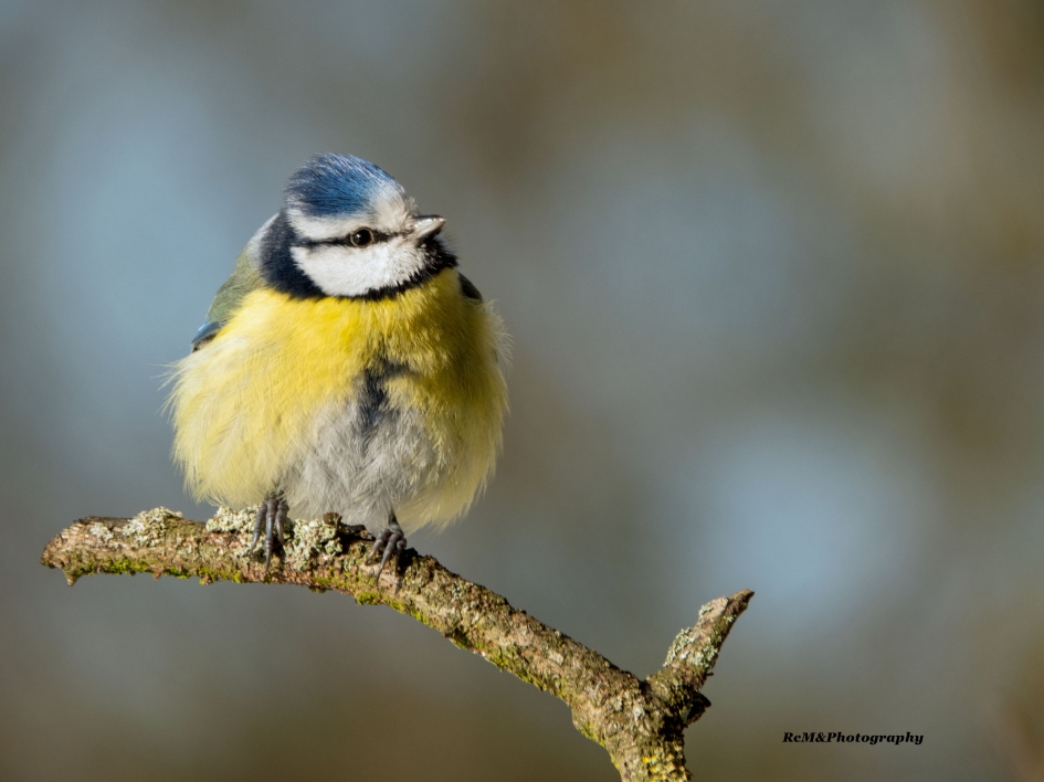 Pimpelmees. - Vogels - Pimpelmees.