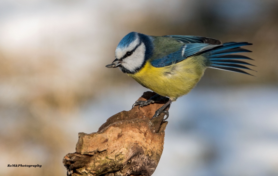 Pimpelmees. - Vogels - Pimpelmees.