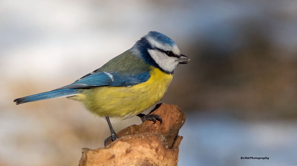 Pimpelmees. - Vogels - Pimpelmees.