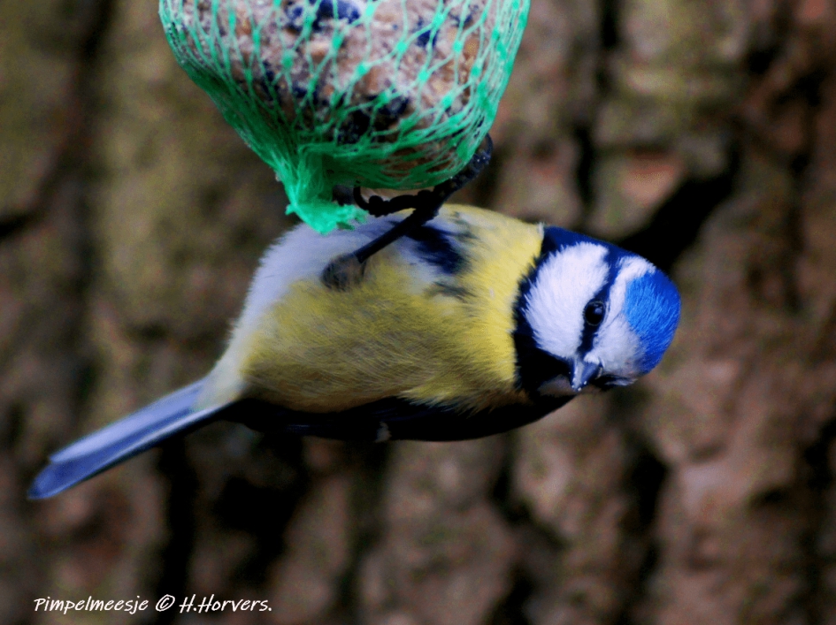 Pimpelmeesje. - Vogels - Pimpelmeesje.