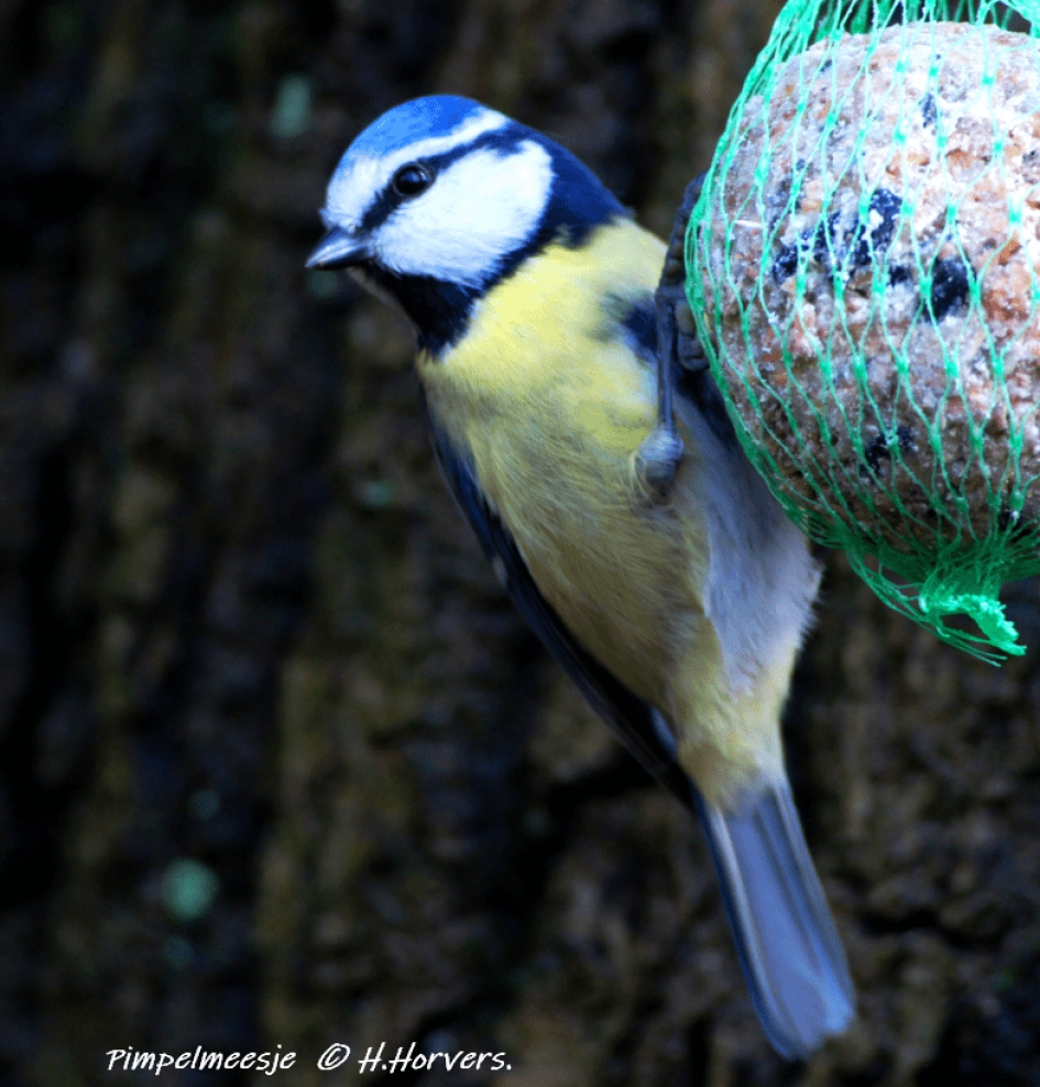 Pimpelmeesje. - Vogels - Pimpelmeesje.