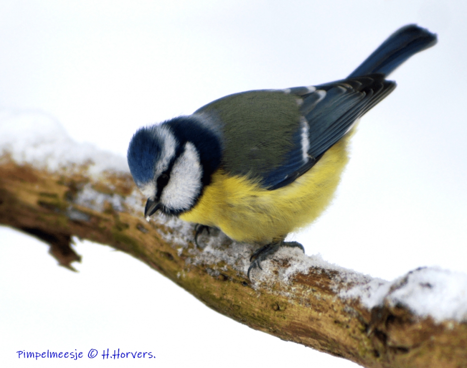 Pimpelmeesje. - Vogels - Pimpelmeesje.