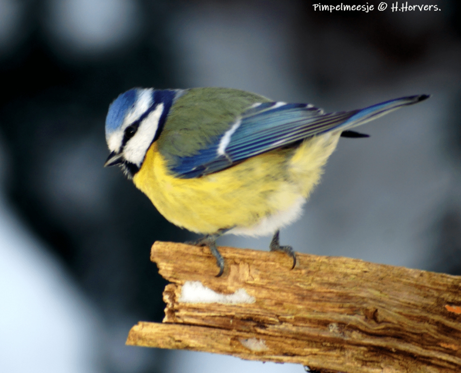 Pimpelmeesje. - Vogels - Pimpelmeesje.