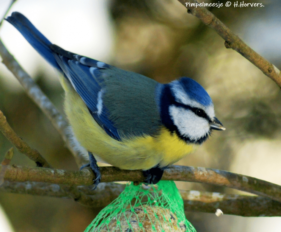 Pimpelmeesje. - Vogels - Pimpelmeesje.