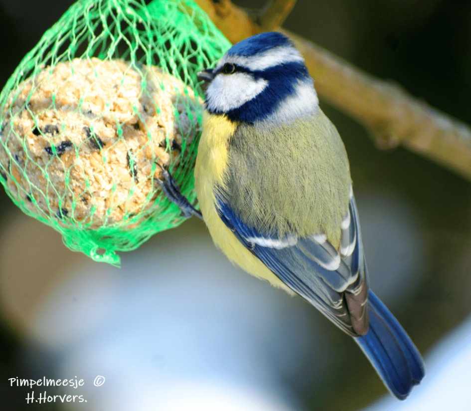 Pimpelmeesje. - Vogels - Pimpelmeesje.
