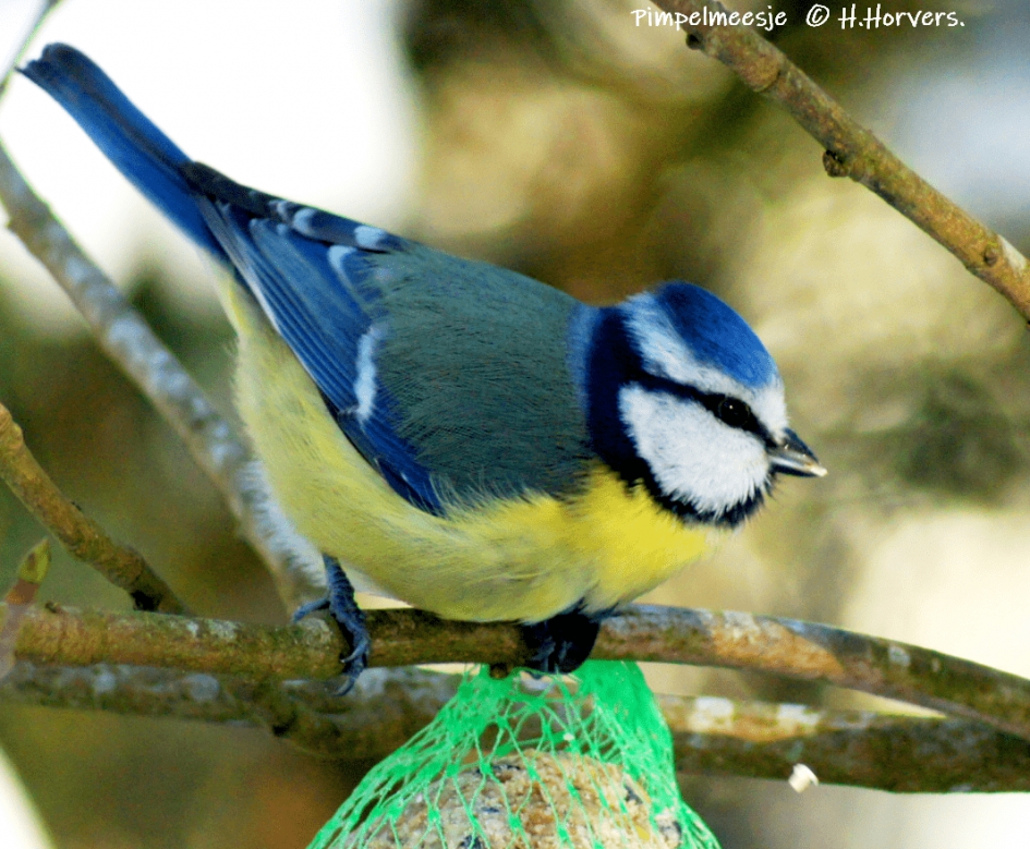 Pimpelmeesje. - Vogels - Pimpelmeesje.