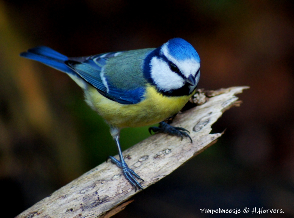Pimpelmeesje. - Vogels - Pimpelmeesje.