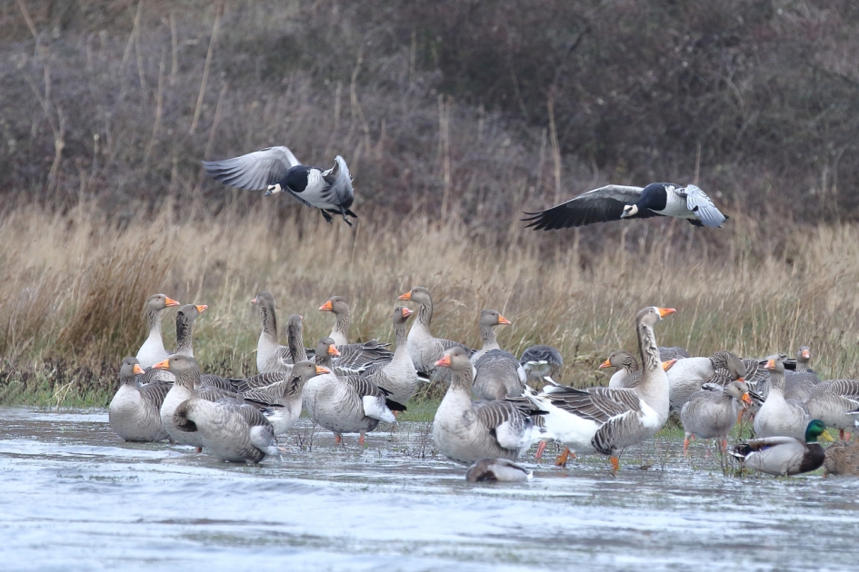 plekje zoeken - Vogels - brandgans