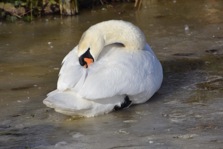 Poetsende zwaan op het ijs