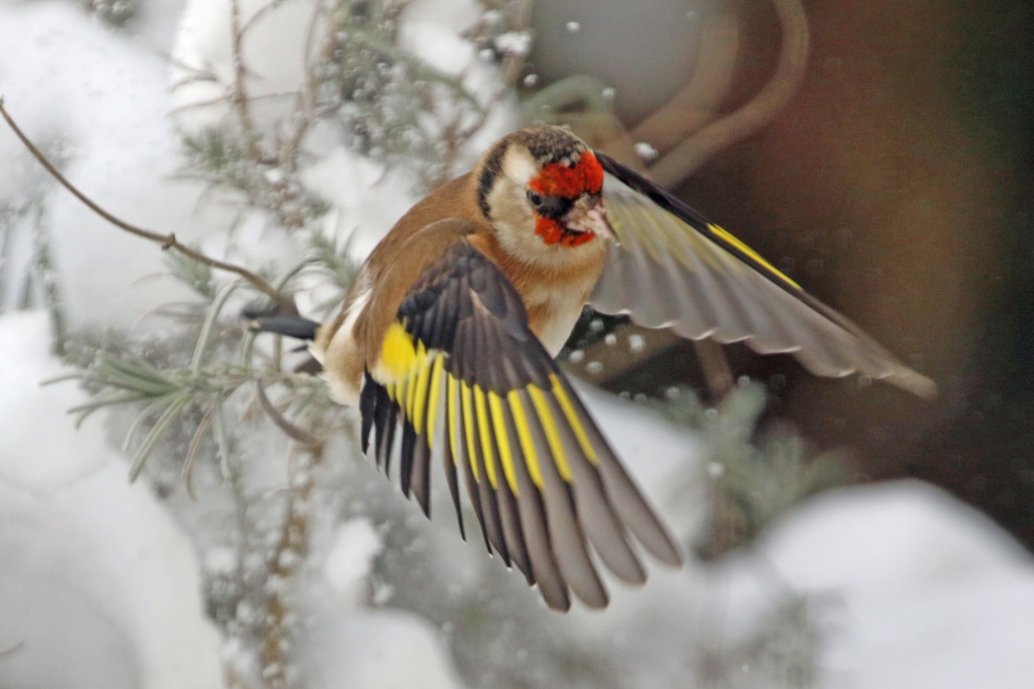 Putter boven de lavendel - Vogels - 