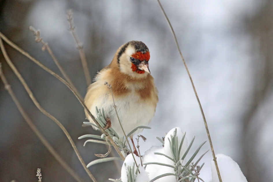 Putter in de lavendel - Vogels - 