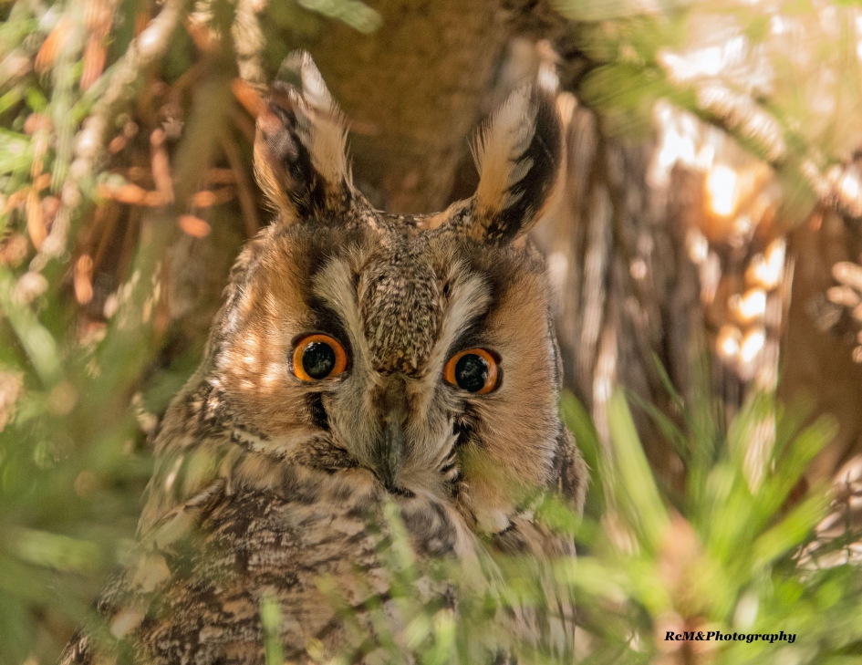Ransuil. - Vogels - Ransuil.