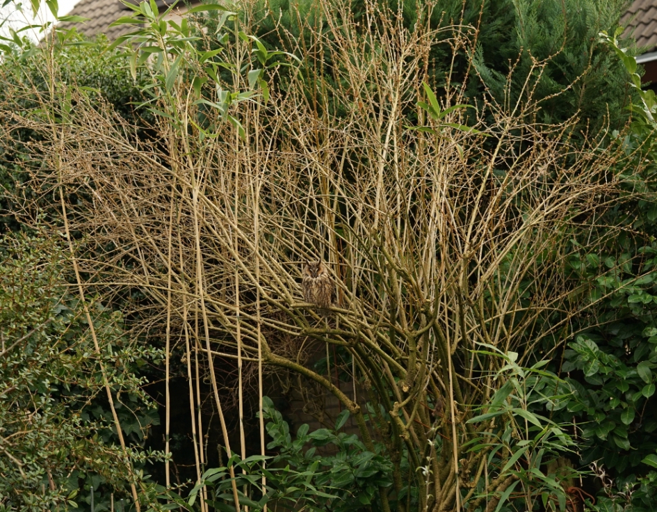 Ransuil in tuin - Vogels - ransuil