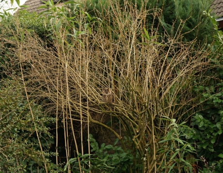 Ransuil in tuin