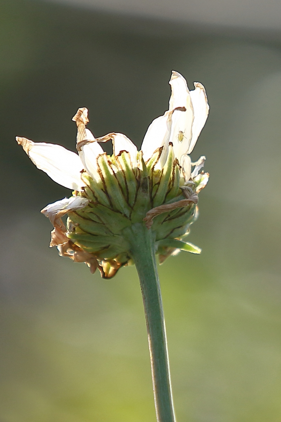 reukeloze kamille - Planten - reukeloze kamille