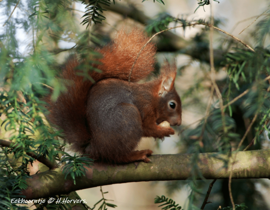 Rode Eekhoorn - Zoogdieren - Rode Eekhoorn