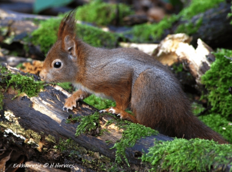 Rode Eekhoorn