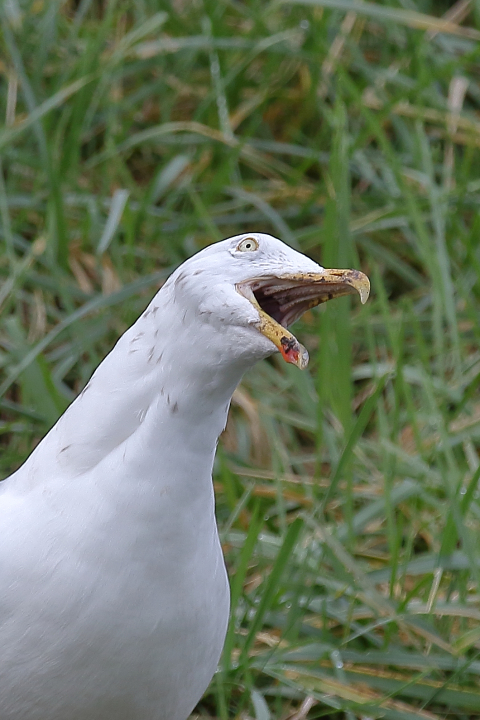 roep om aandacht - Vogels - zilvermeeuw -adult-