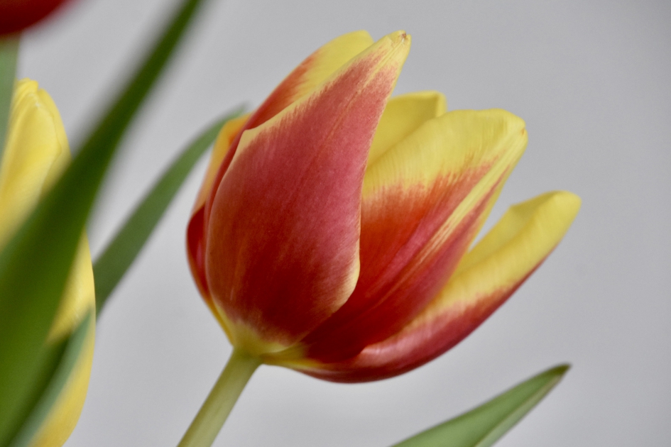 Rood/gele tulp - Planten - 