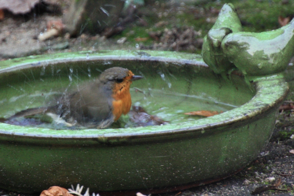Roodborst - Vogels - 