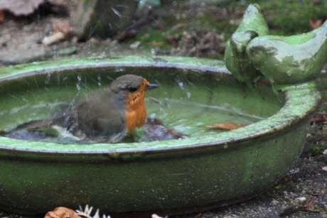 Roodborst