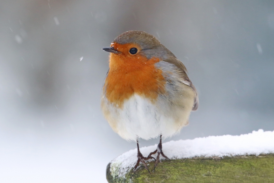 Roodborst in de sneeuw - Vogels - 